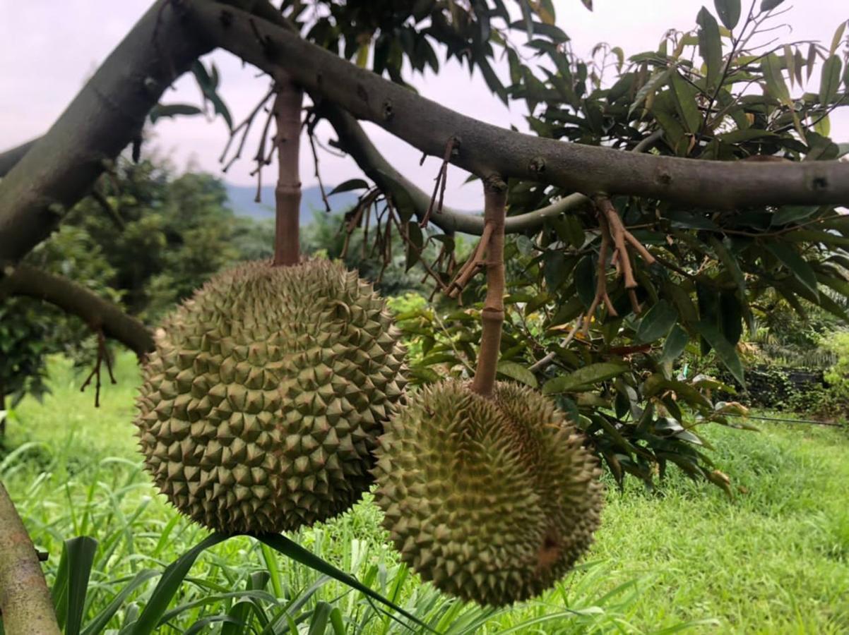 טמפין Durian Ecolodge מראה חיצוני תמונה