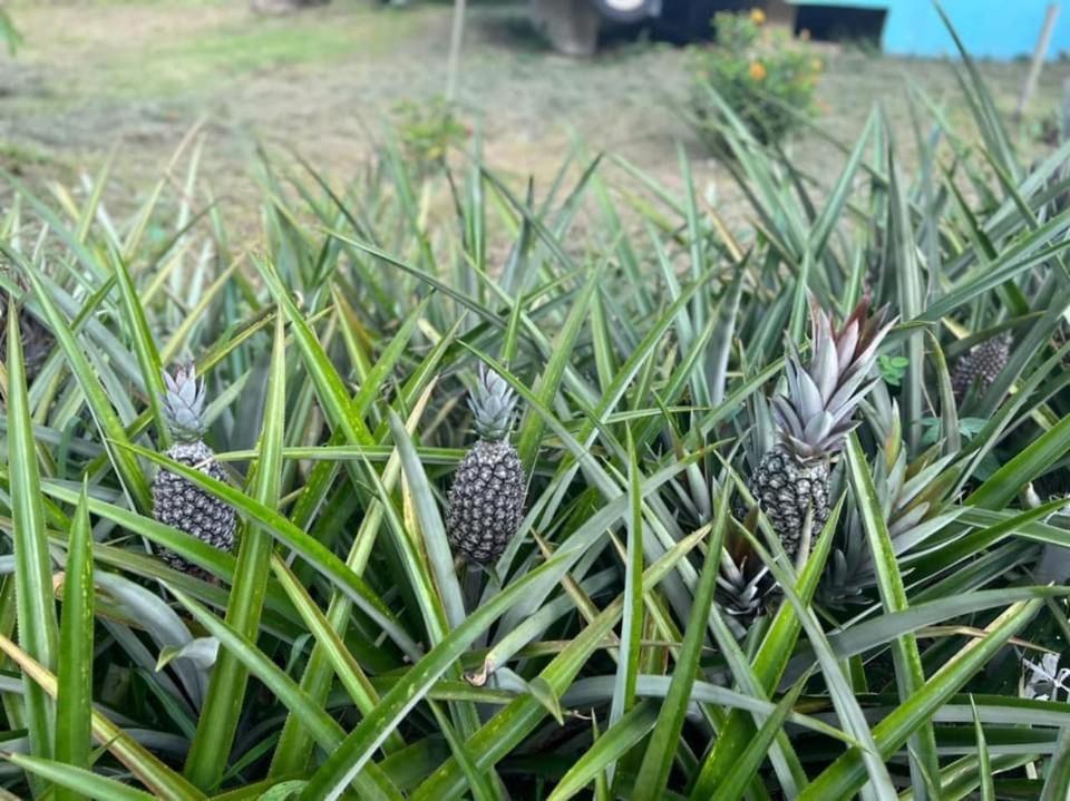טמפין Durian Ecolodge מראה חיצוני תמונה